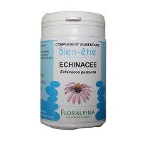 ECHINACEE (Echinacea purpurea)
